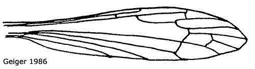wing