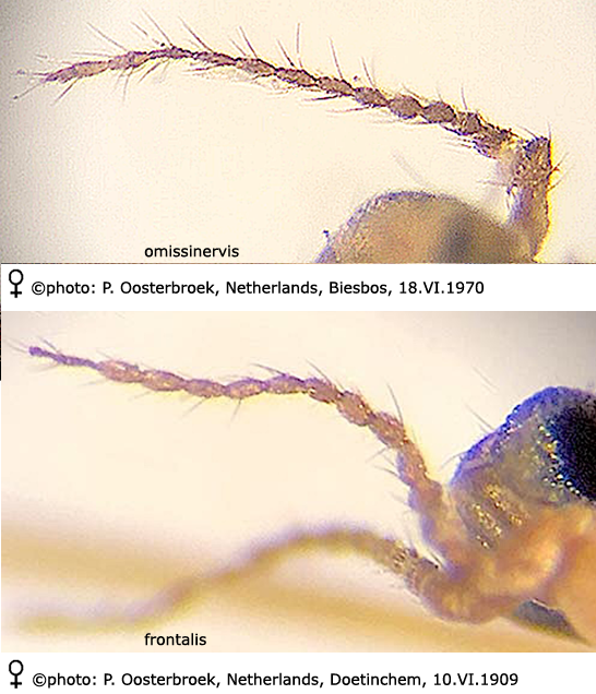 body part(s) - antenna