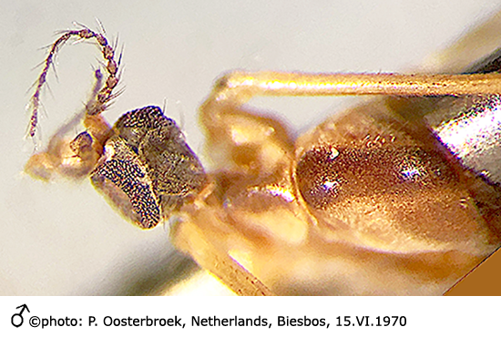 body part(s) - head and thorax