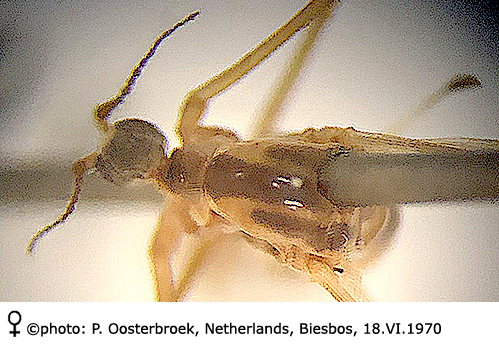 body part(s) - head and thorax
