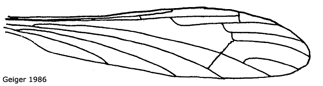 wing
