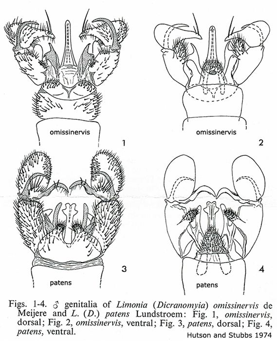 hypopygium