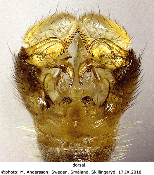 hypopygium