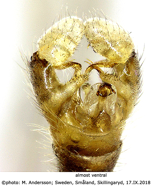 hypopygium
