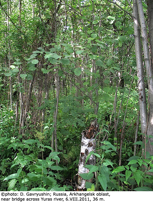 habitat