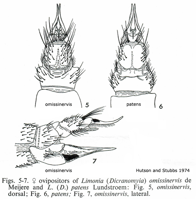 ovipositor