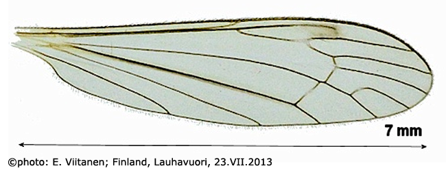 wing