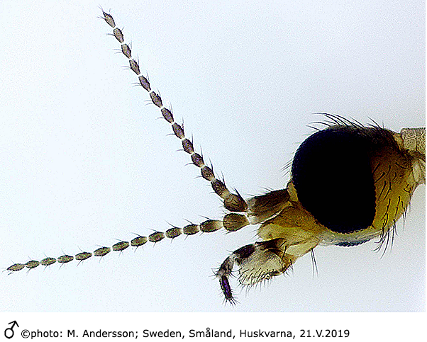 body part(s) - head and antenna