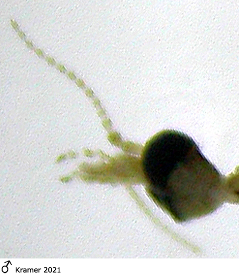 body part(s) - head and antenna