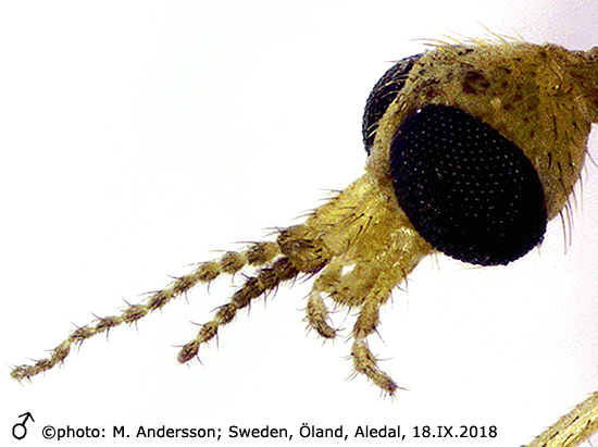 body part(s) - head and antenna