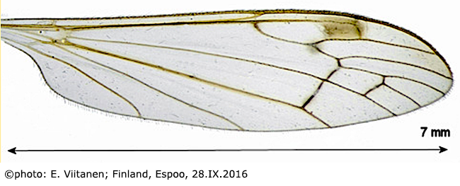 wing
