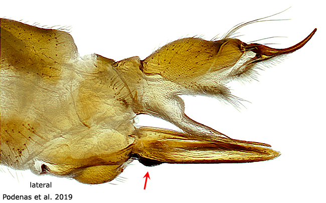 ovipositor