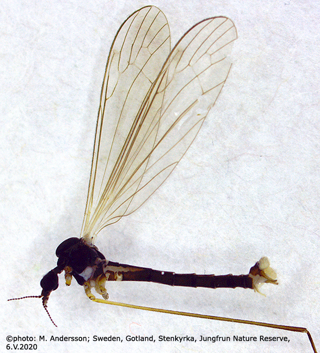 habitus - male