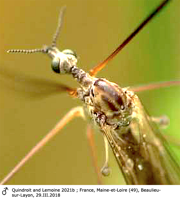 body part(s) - head and thorax