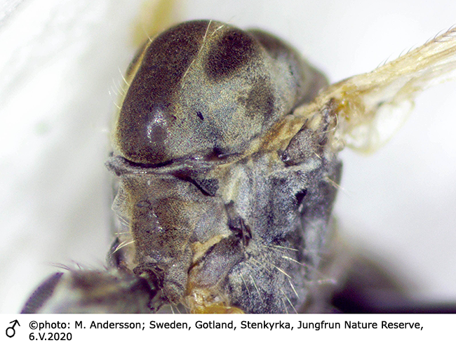 body part(s) - thorax