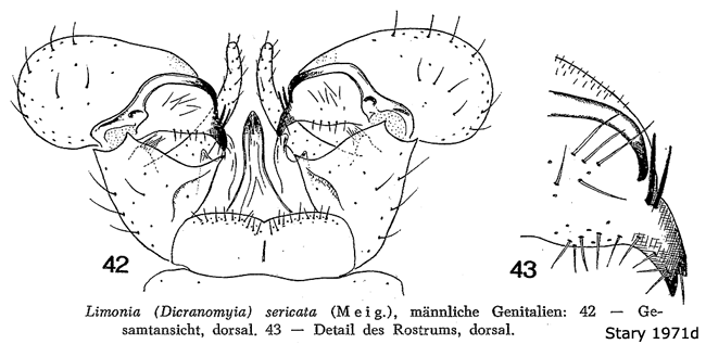 hypopygium