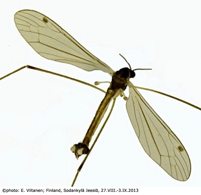 habitus - male
