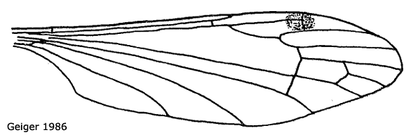 wing