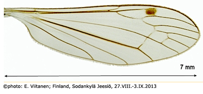 wing