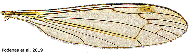 wing