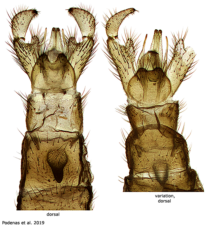 hypopygium