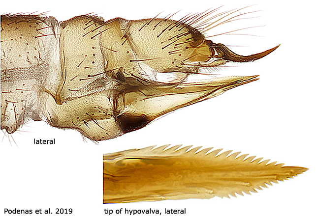 ovipositor