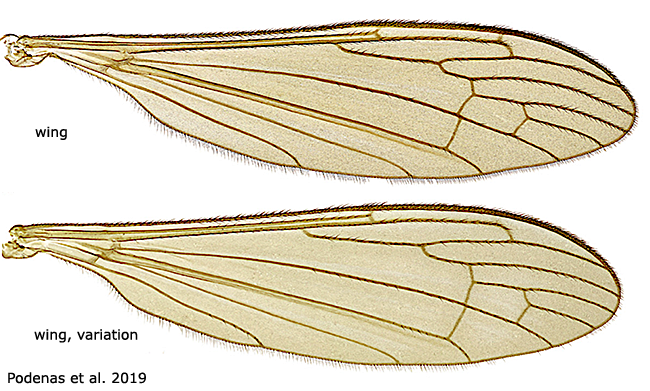 wing