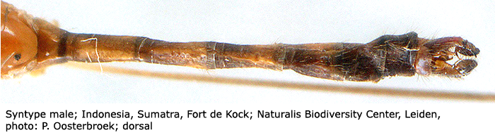 body part(s) - abdomen