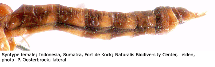 body part(s) - abdomen