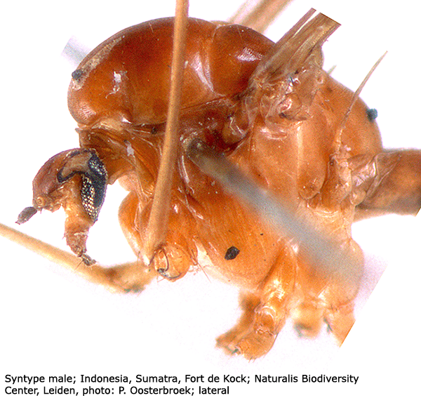 body part(s) - thorax