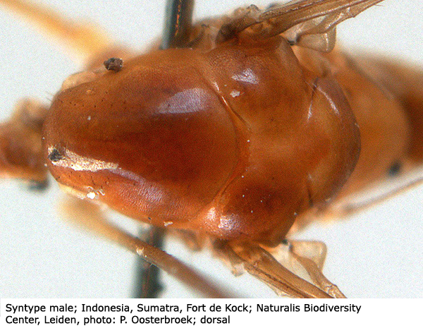 body part(s) - thorax