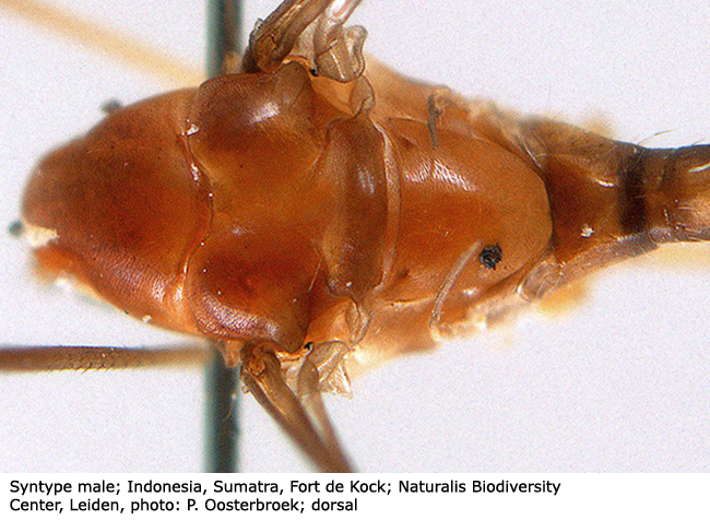 body part(s) - thorax