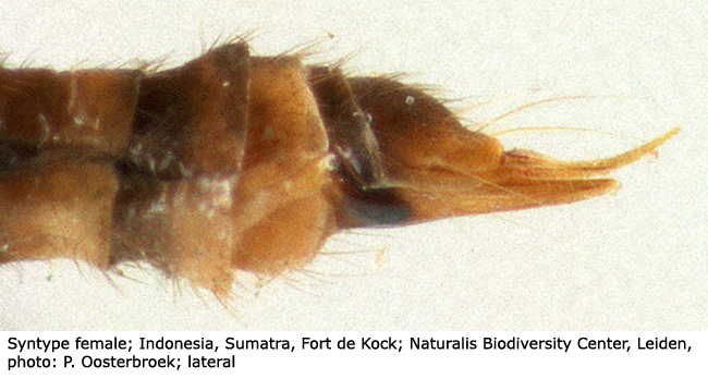 ovipositor