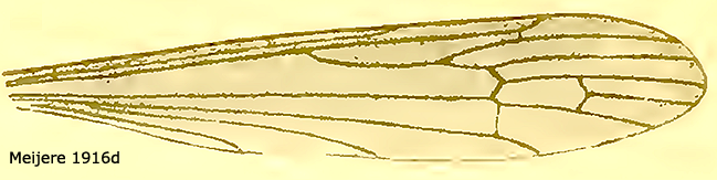 wing