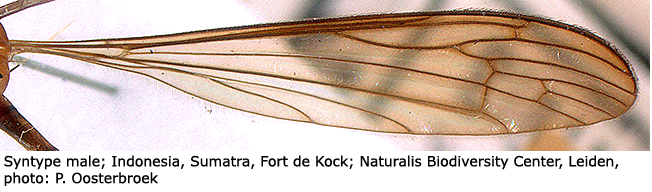 wing
