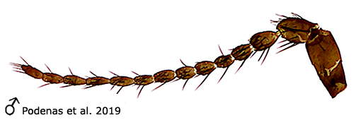 body part(s) - antenna