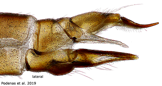 ovipositor