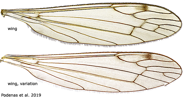 wing