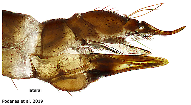ovipositor