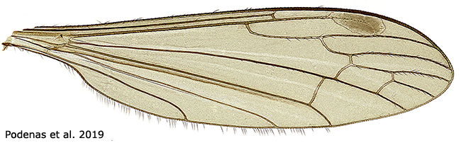 wing