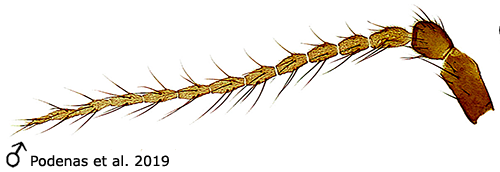 body part(s) - antenna