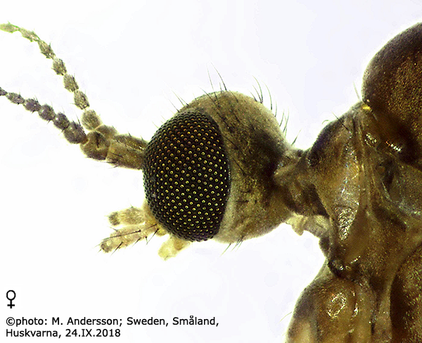 body part(s) - head and antenna