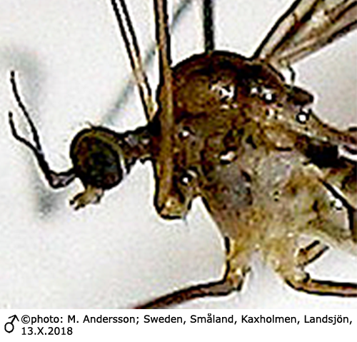 body part(s) - head and thorax