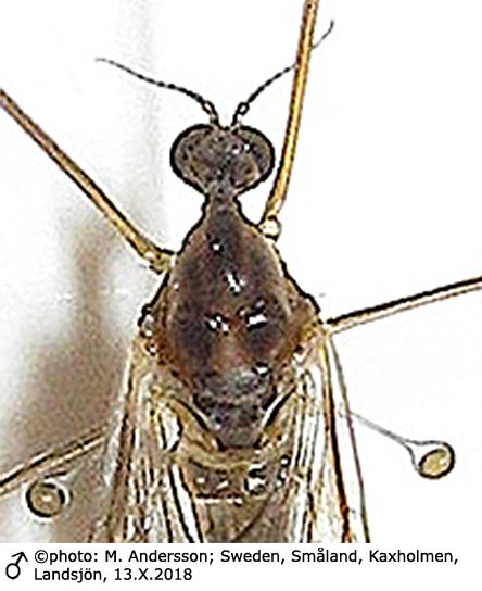 body part(s) - head and thorax