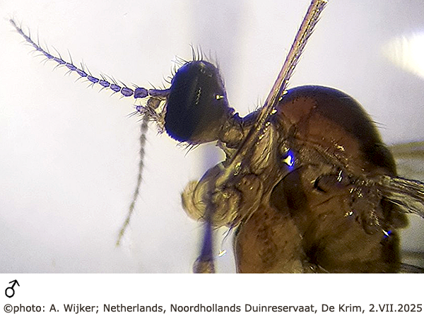 body part(s) - head and thorax