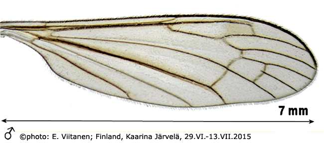 wing