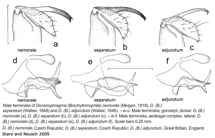 hypopygium