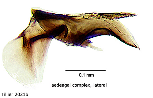hypopygium