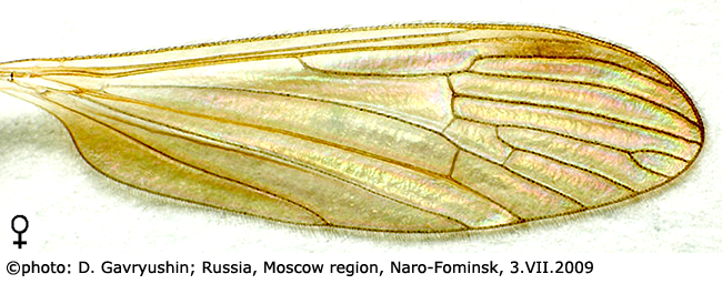 wing