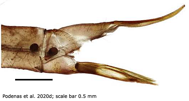 ovipositor